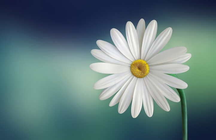 White daisy flower symbolising a fresh start after a separation